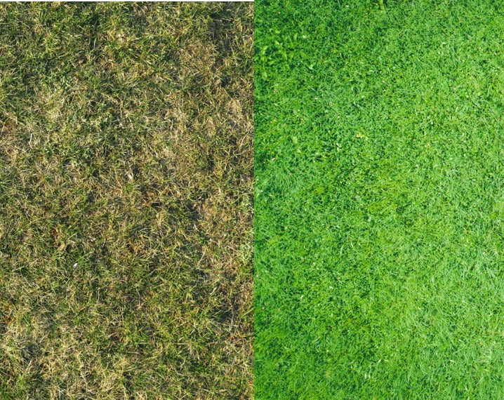 Die 5 häufigsten Rasenprobleme im Frühling